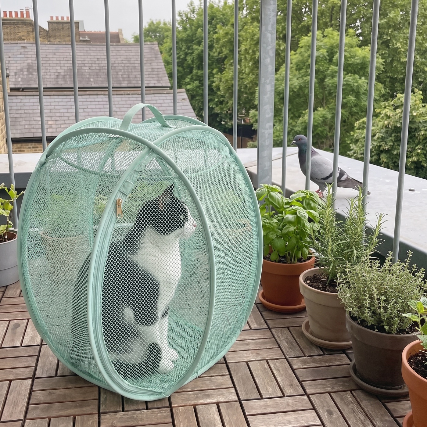 Black and white cat in the pod on a city balcony watching a pigeon