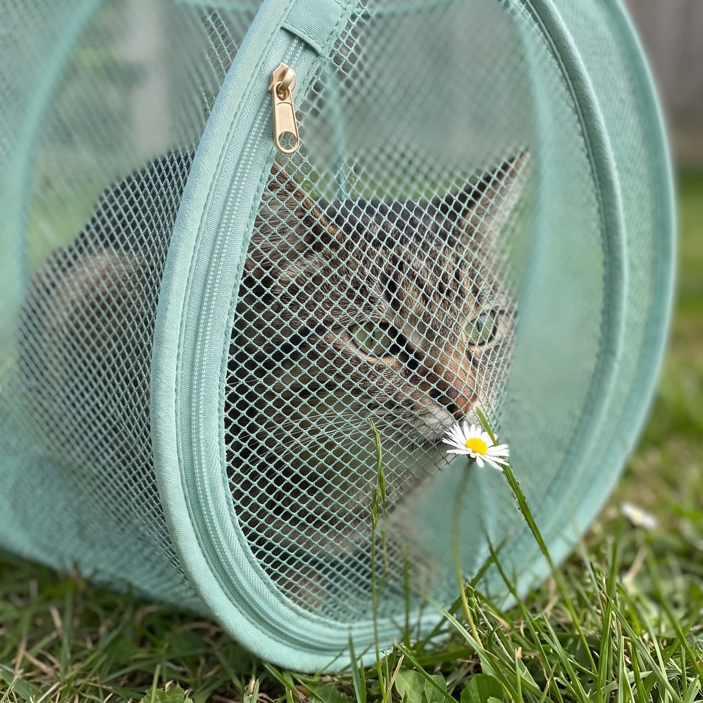 Tabby cat inside the pod sniffing a daisy through the mesh
