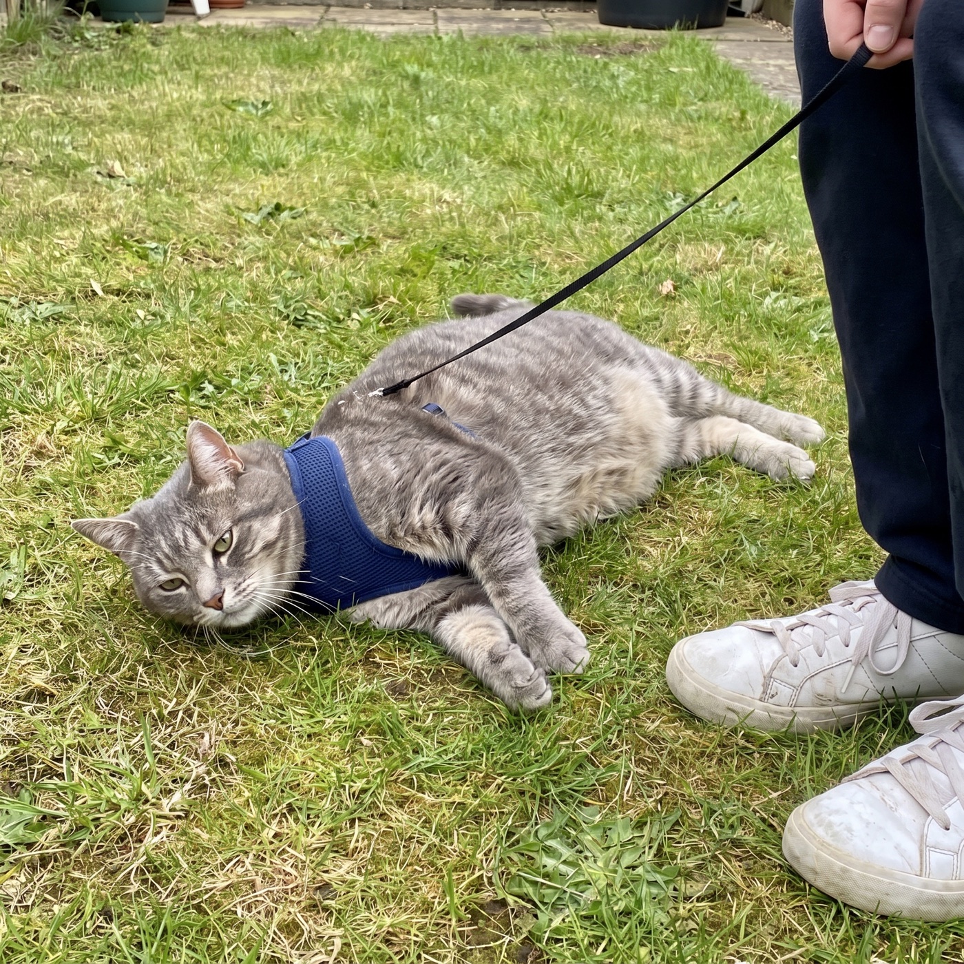 Grey tabby cat lying flat on the lawn in a harness, refusing to walk