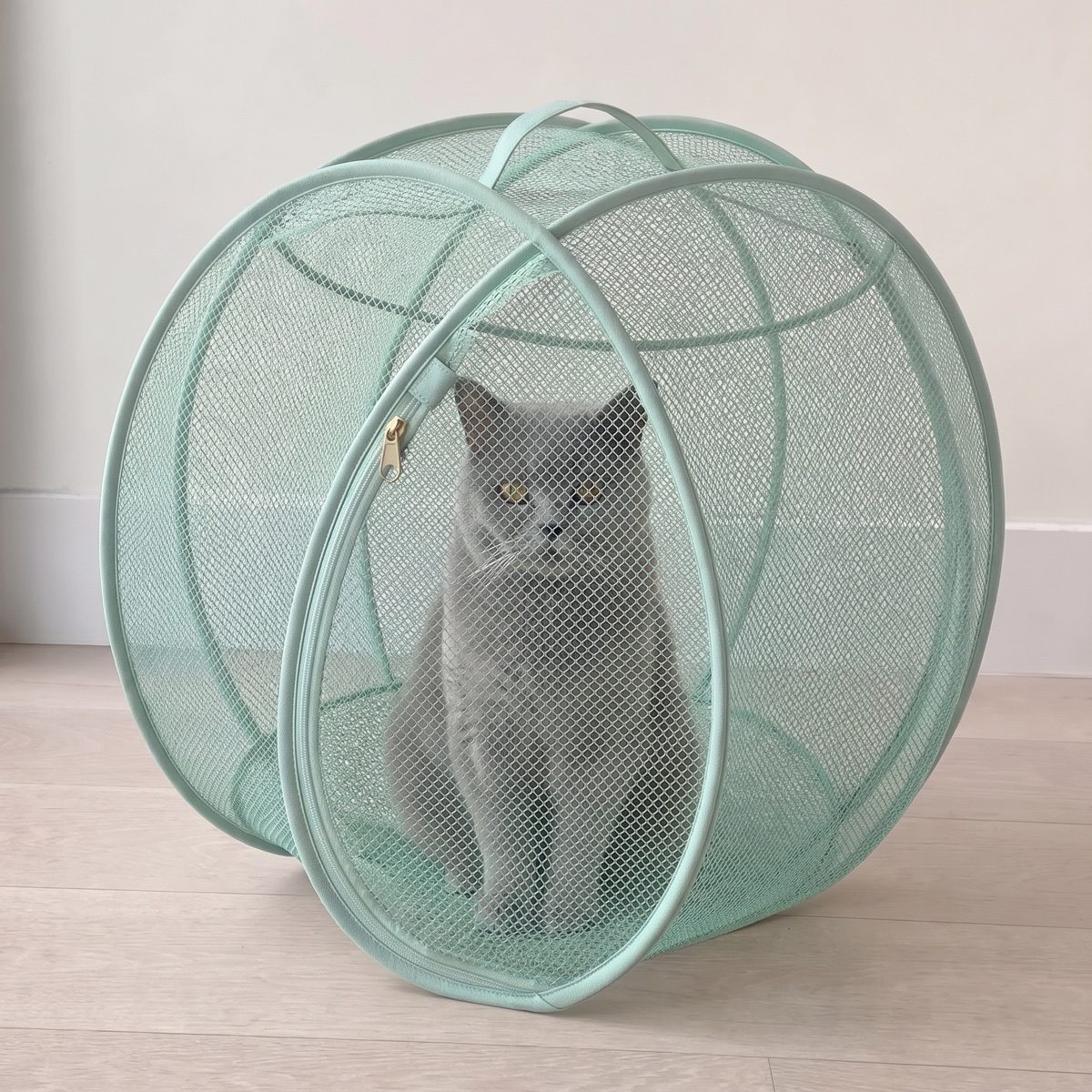 British shorthair sitting inside the pod indoors to show how much room there is